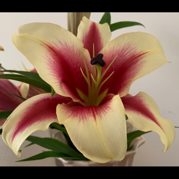 Meet your Posher, Jo - Picture 5 of 7